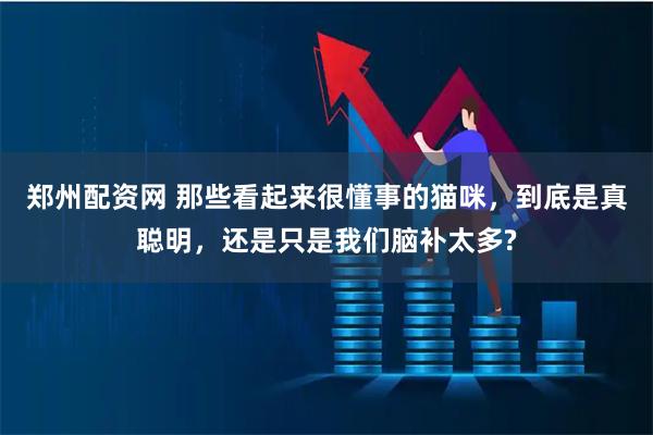 郑州配资网 那些看起来很懂事的猫咪，到底是真聪明，还是只是我们脑补太多?